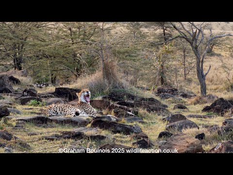 Cheetah on the rocks worried by a Hyena