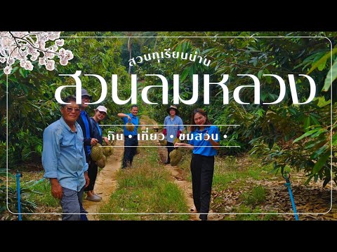 ชมสวนลมหลวง​น่านสวนทุเรียน20