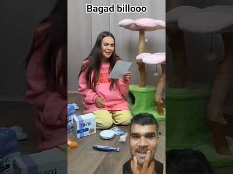 #funny #comedy #goldenretriever #memes #cat #cats #amazingmemes #catmemes #catphotos #catpictures