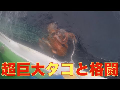 30kgオーバー！超巨大タコと死闘を繰り広げました。
