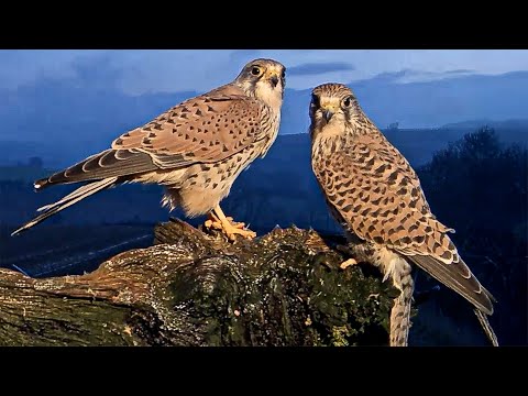 This Kestrel Dinner Date Says Everything About Their Bond | Jenny & Jasper | Robert E Fuller