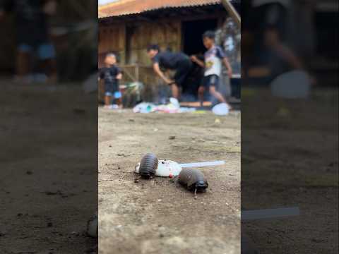 The heart is joyful, let's welcome these twin pill millipedes with a lively dance #shorts