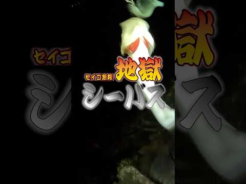【＃秋田釣り】20260514釣行　＃セイゴ無限地獄　＃シーバス　＃秋田シーバス　#shorts