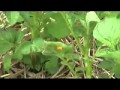 Картофель: Выращивание картофеля в соломе