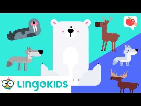 POLAR ANIMALS for kids 🐧❄️| VOCABULARY, SONGS and GAMES | Lingokids