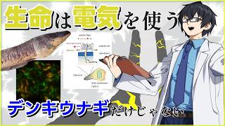デンキウナギだけじゃない！電気を使う生物たち｜サメ・植物・深海細菌まで【Cell論文】 #たかとー研究室