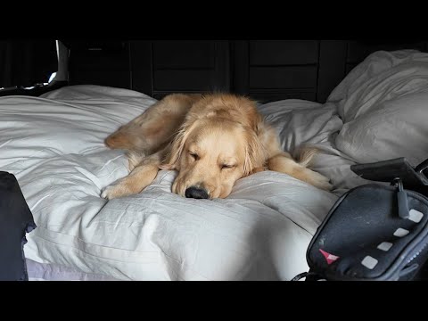 北海道4000㌔の旅最終日。色々な経験で驚きの成長した姿とは・・。【Golden Retriever japan】