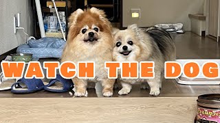 【DOG】watch over the dog