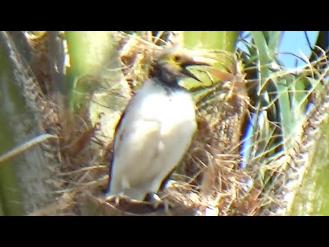 黑領椋鳥熱烈回應遠方同伴 Black-collared starling responds to its companion #jalak #jalakgacor #bird #birding #hk