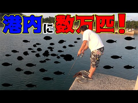 【釣り旅行】無限に釣れる場所を譲ってもらったら爆釣した！！