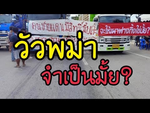 EP89-วัวพม่าจำเป็นหรือไม่สำหรั