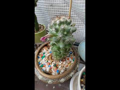 แคลตัส🌵🌵🌵เลี้ยงง่ายสบายใจ-by-P แคลตัส🌵🌵🌵เลี้ยงง่ายสบายใจ-by-P