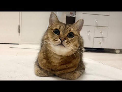 知らぬ間にしれっと『冬毛もふもふフォルム』に変化していた愛猫がこちら