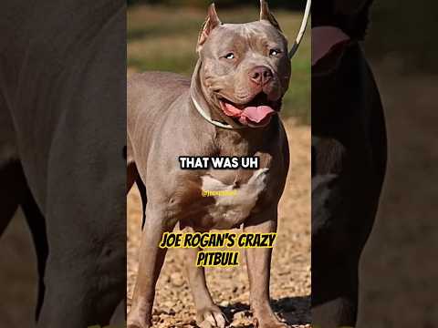 Joe Rogan Tells The Crazy Story About His Dog