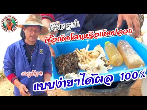 วิธีทำเชื้อเห็ดปลวกหรือเห็ดโคน วิธีทำเชื้อเห็ดปลวกหรือเห็ดโคน