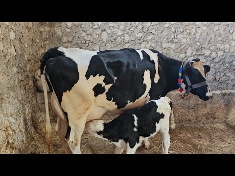 مزارع الابقار بدمشق منطقة يلدا كيف اصبح الفرق قبل 12/8وبعد التاريخ لتواصل 0997192642