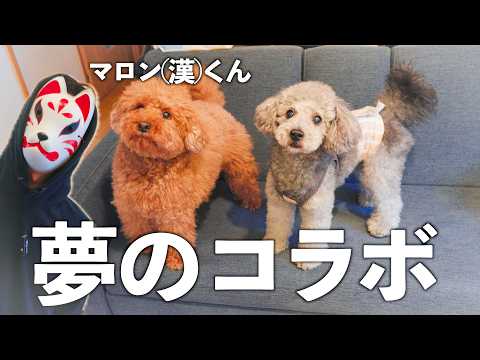 🐶【初コラボ】大人気YouTuberマロン(漢)さんの自宅に潜入してきました!
