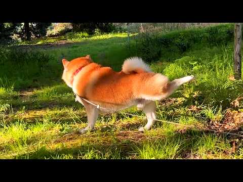 なんのへんてつもないさんぽ中にさりげなく華麗な柴犬ステップを披露し、緩急をつけてくる柴犬