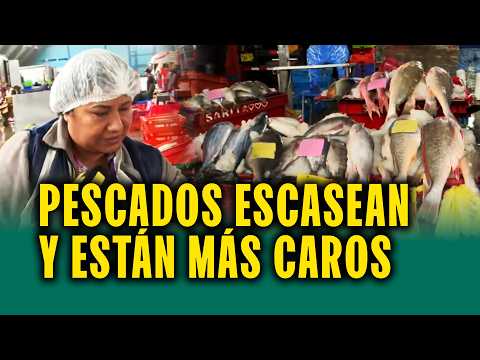 Temperatura del mar afecta pescados en Perú: ¿Cuáles han subido y cuáles han bajado precio?
