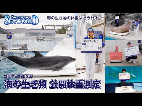 【鴨川シーワールド】2025年11月1日 海の生き物 公開体重測定