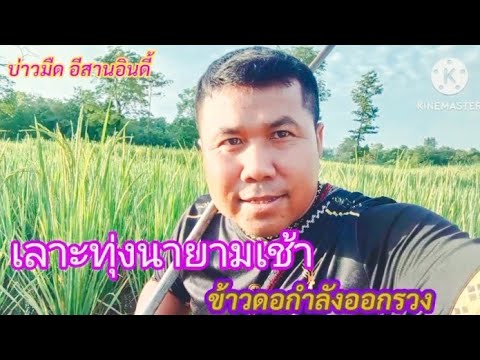 ข้าวดอออกรวงใหม่เลาะทุ่งนาวิ