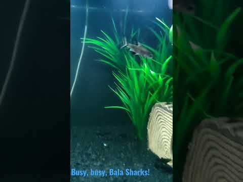 Bala Sharks Update! These gave me fits trying to film them.. my gracious! Busy little bees, they never stop moving... lo