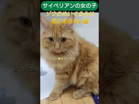 ゾウさんは気にならない猫様　サイベリアン女の子 #cat #しゃむねこ #猫好きさんと繋がりたい #にゃんグラム #猫のいる暮らし #ネコガミ #猫のいる生活 #ネコムート #ねこ #料理