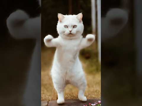 13❤😻🐾Cute kitten #cat #lovecats #cats #catvideos #kittens #catlover #princesscat #kitten