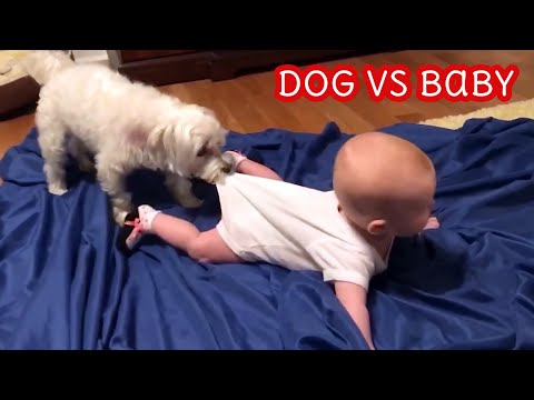 Laughing Baby Playing with Dogs Funniest Videos - Baby Shorts Funny
