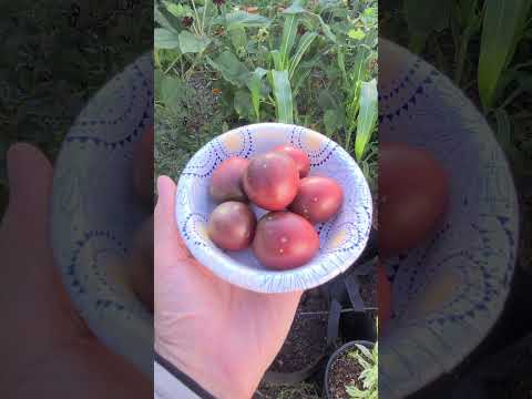 The New Midwest Johnny's Song Tomato