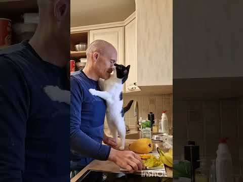 10 ALASAN KUCING SANGAT  COCOK JADI HEWAN PELIHARAAN