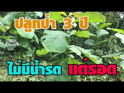 ปลูกป่า-3-ปี-ไม่มีน้ำรด-แต่รอด ปลูกป่า-3-ปี-ไม่มีน้ำรด-แต่รอด