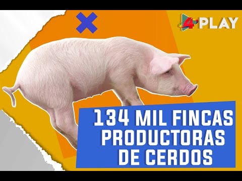 Nicaragua experimenta incremento en producción porcina
