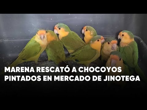 MARENA desarticula red de tráfico ilegal de aves protegidas en Jinotega
