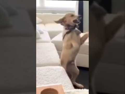 Aggressive Behavior when touched