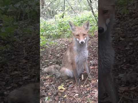 🦊 Нарешті зупинився! Лисик на фотосесії 📸😄