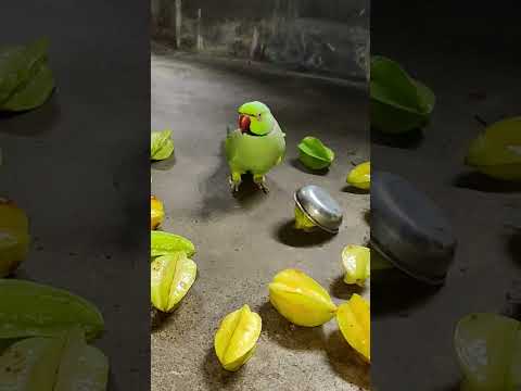 very angry 😡 parrot reaction 😡 #funny #petbird #talkingparot #angryparrot #shortvideo