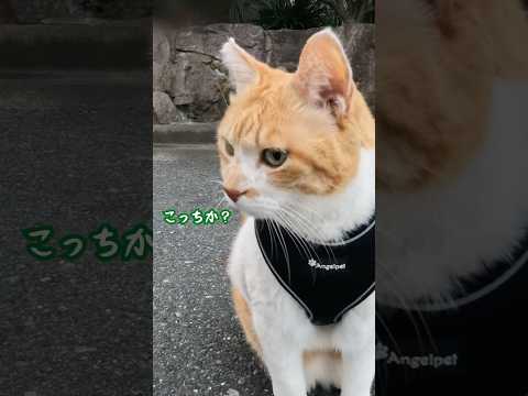 猫の動画サムネイル - 散歩中に猫を発見し追跡する猫#元野良猫チャチャ #子ネコ #猫 #ネコ #猫武将 #cat