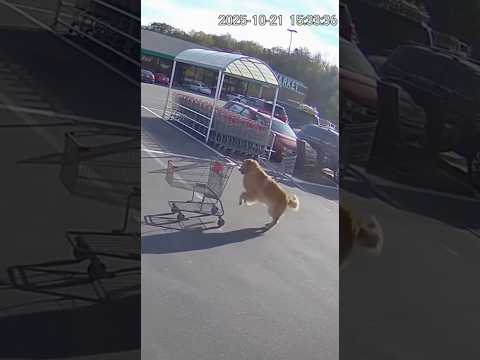Dog Does What Most Shoppers Won’t 😂🛒🐶