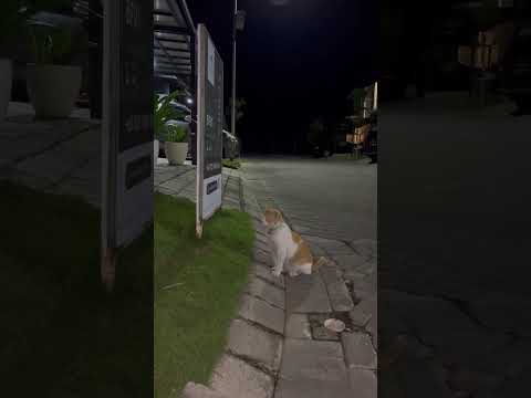 Kucing Tua Ini Mau Beli Rumah Di Sini. #cat #nizamkucinglucu #funny #貓咪日常 #cute #imut #kitten #貓