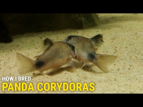 How I Bred Panda Corydoras at Home In this video I'll cover my approach to breeding and raising Panda Corydoras.  I'll explain the meth