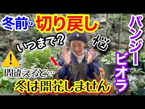 【パンジー・ビオラ】間違うと冬は花なしになる「切り戻し✂️」、いつまでなら行える？/ ポイントは〇〇🌡️/ 今がラストチャンスです☝️時期を選んで、冬も花を楽しみましょう🤗【ガーデニング】