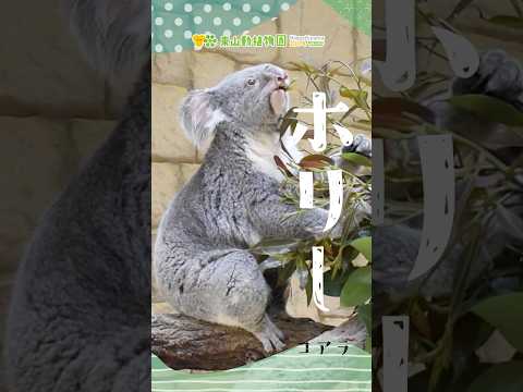 【東山動植物園公式】ホリー～ある日のコアラたち～《 コアラ 》