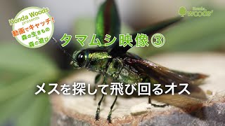 動画サムネイル