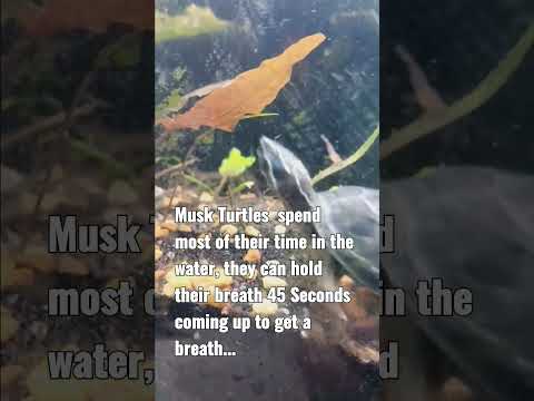 MUSK TURTLES/WET PETS are the best!! 