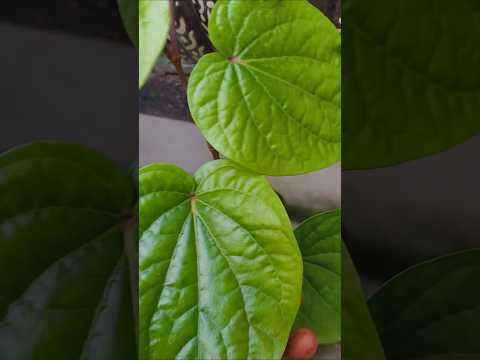 ,इस पौधे को किस दिशा मे लगाना चाहिए 🌱 #plants #facts #paan #gardening #ytshorts