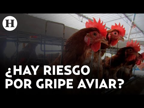 SSA descarta fallecimiento por gripe aviar A en Estado de México ¿Hay peligro para la población?