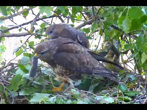 Dinner delivery at the Buzzard's nest. Madarles - Live Bird Cams. 20 April 2024