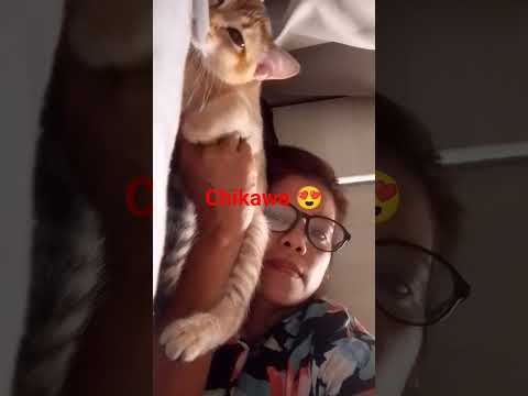 chikawa 😍 #cat #funny #music #cute #memes #catfunny #kitten #butifyoucloseyoureyes
