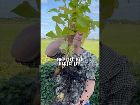 Nye kartofler - nemme og lækre opskrifter